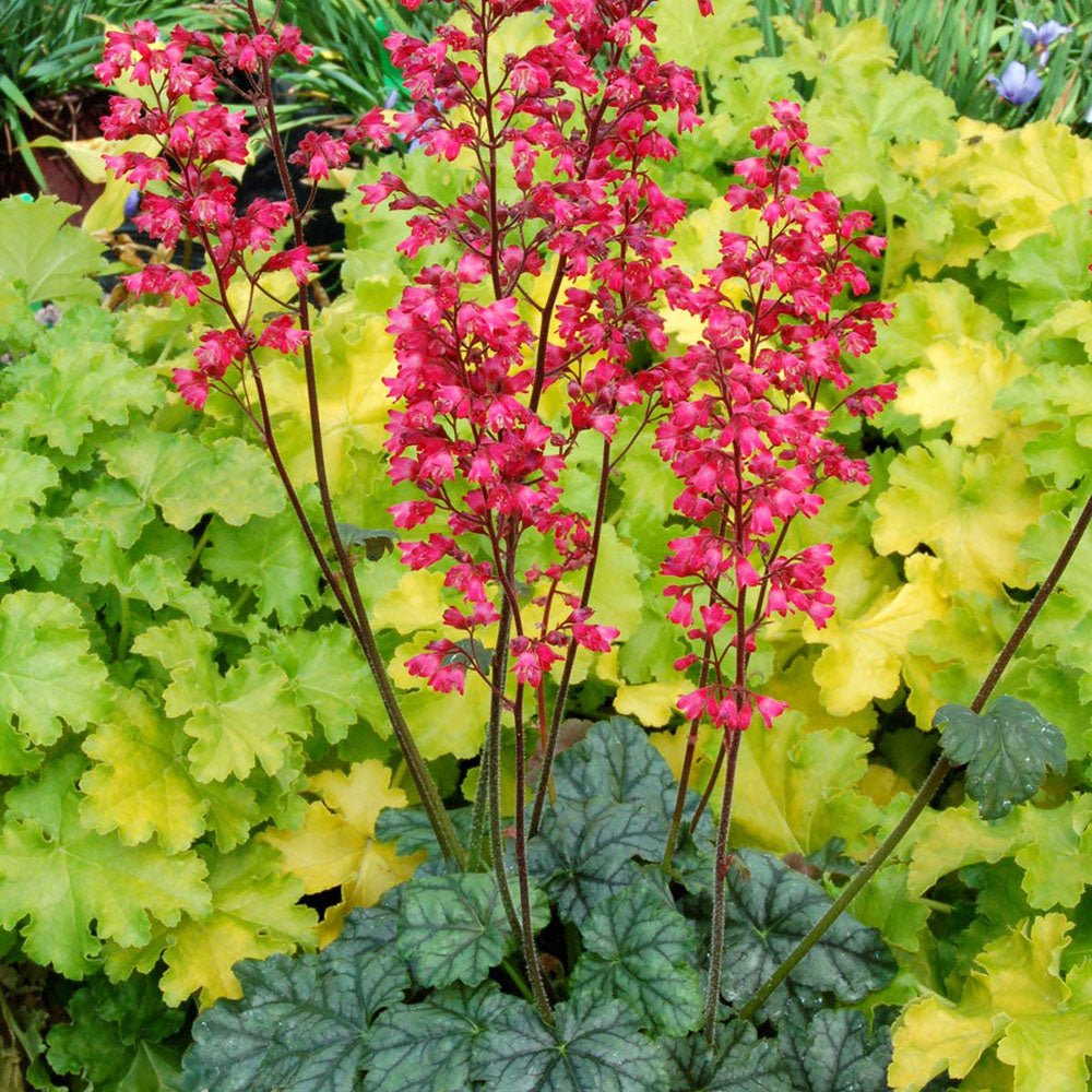 Clopotel purpuriu (Heuchera) Paris, acoperitor de sol