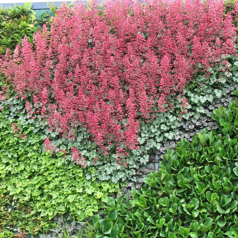 Clopotel purpuriu (Heuchera) Paris, acoperitor de sol