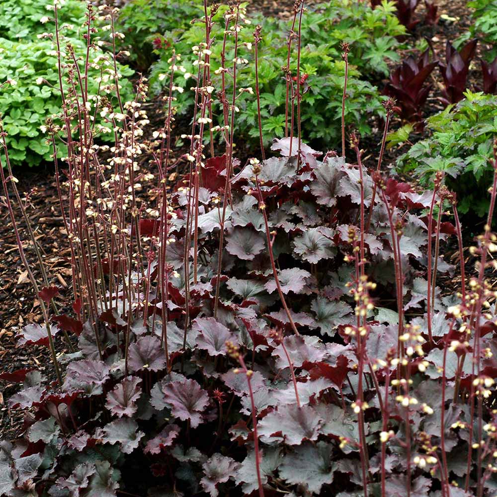Clopotel purpuriu (Heuchera) Starry Night, acoperitor de sol