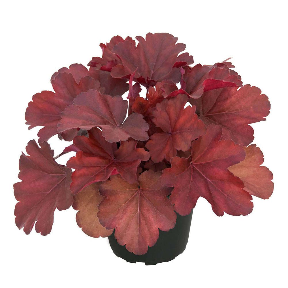 Clopotel purpuriu-rubiniu (Heuchera) Royal Ruby, acoperitor de sol
