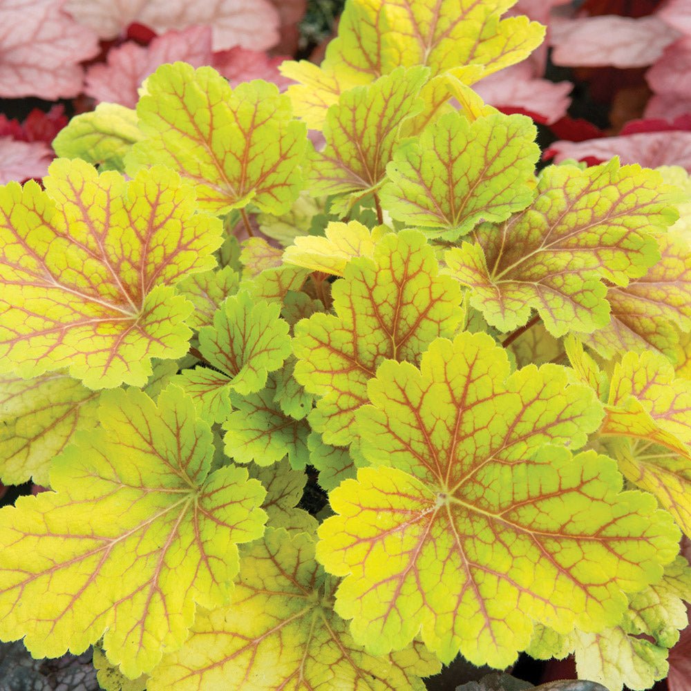 Clopotel purpuriu verde (Heuchera) Electra Lime, acoperitor de sol