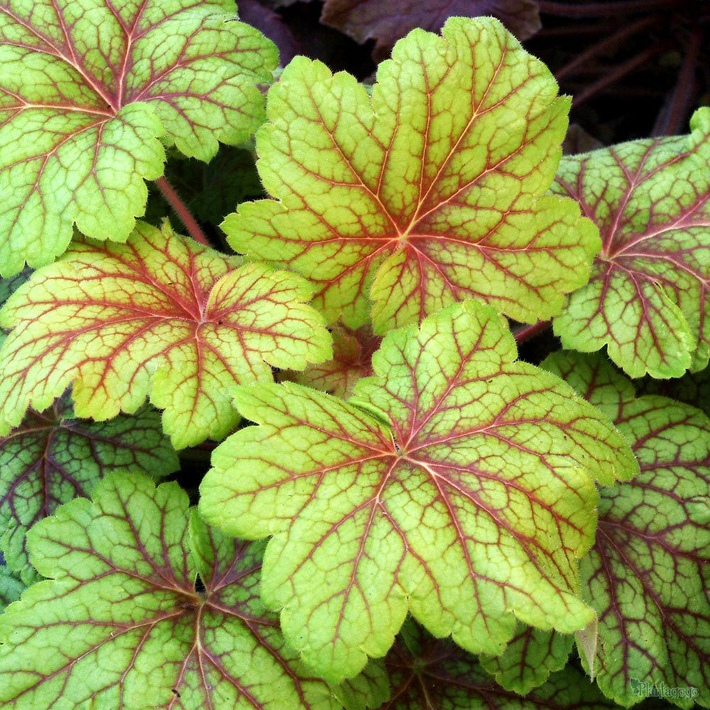 Clopotel purpuriu verde (Heuchera) Electra Lime, acoperitor de sol