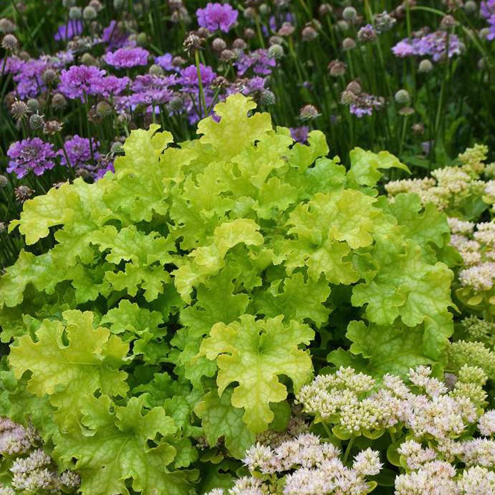 Clopotel purpuriu verde (Heuchera) Electra Lime, acoperitor de sol