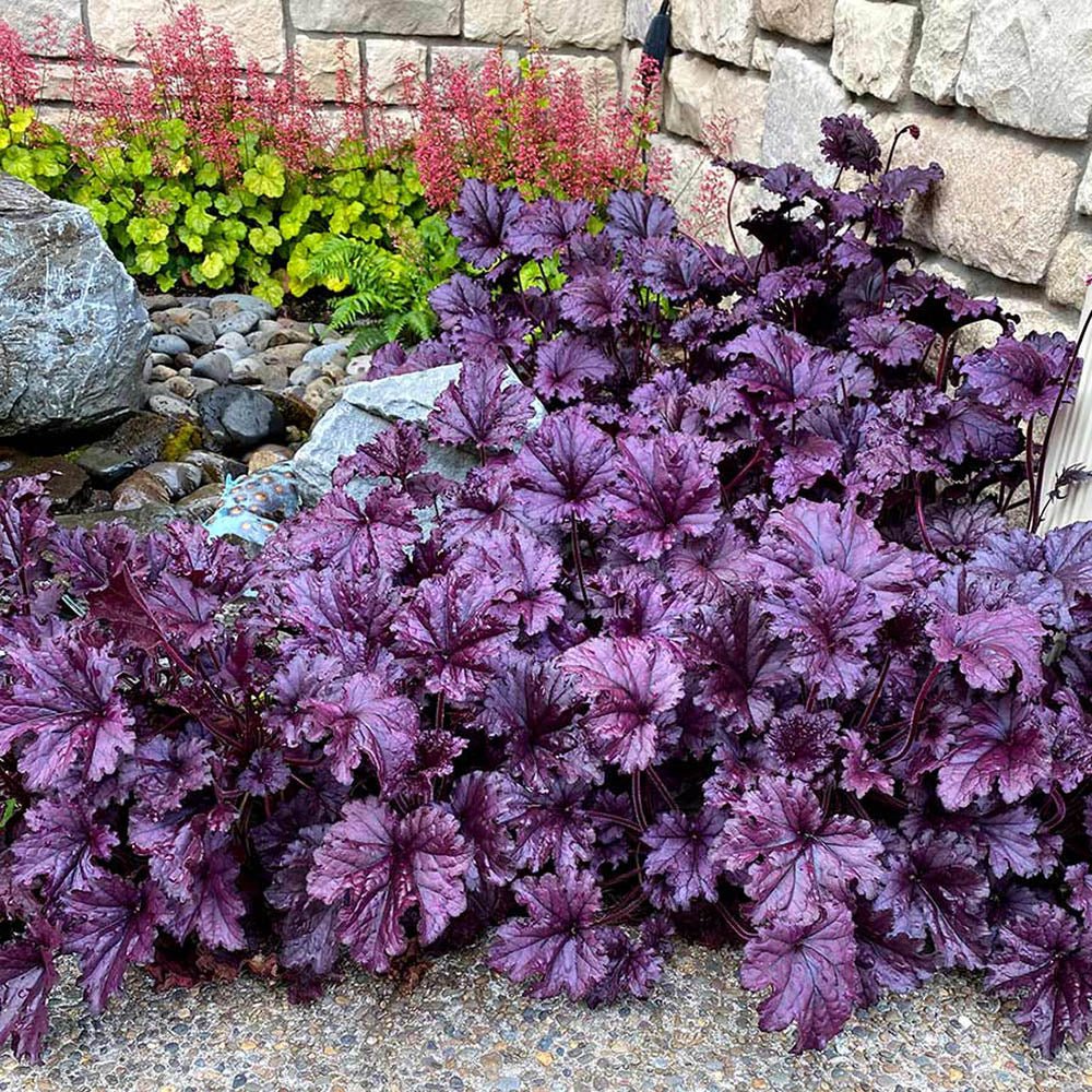 Clopotel purpuriu violet-mov (Heuchera) Forever Purple, acoperitor de sol