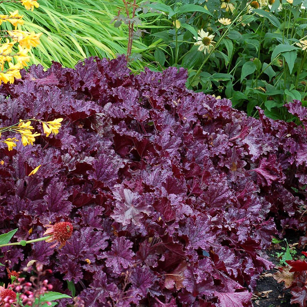 Clopotel purpuriu violet-mov (Heuchera) Forever Purple, acoperitor de sol