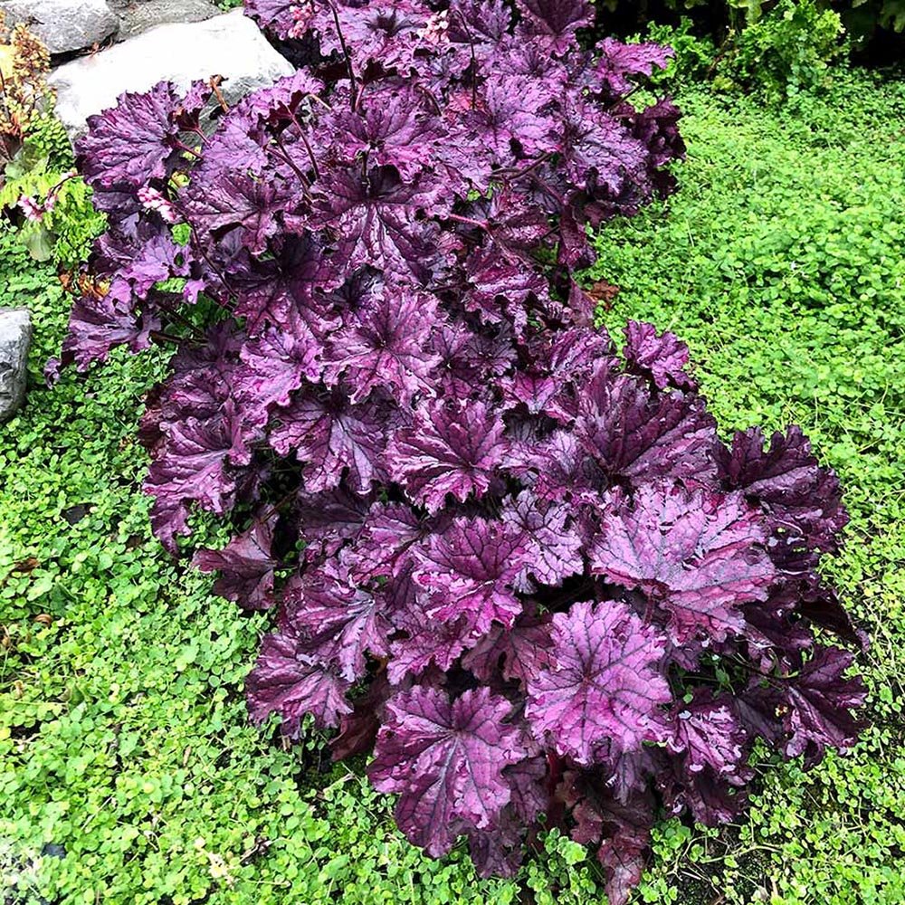 Clopotel purpuriu violet-mov (Heuchera) Forever Purple, acoperitor de sol