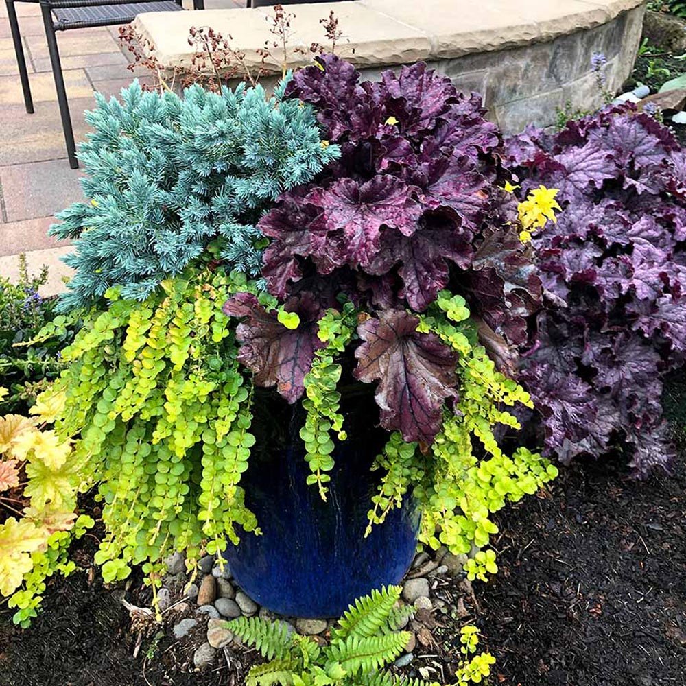 Clopotel purpuriu violet-mov (Heuchera) Forever Purple, acoperitor de sol