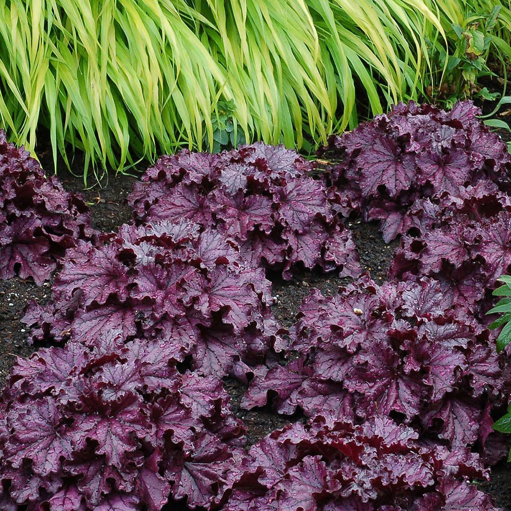 Clopotel purpuriu violet-mov (Heuchera) Forever Purple, acoperitor de sol