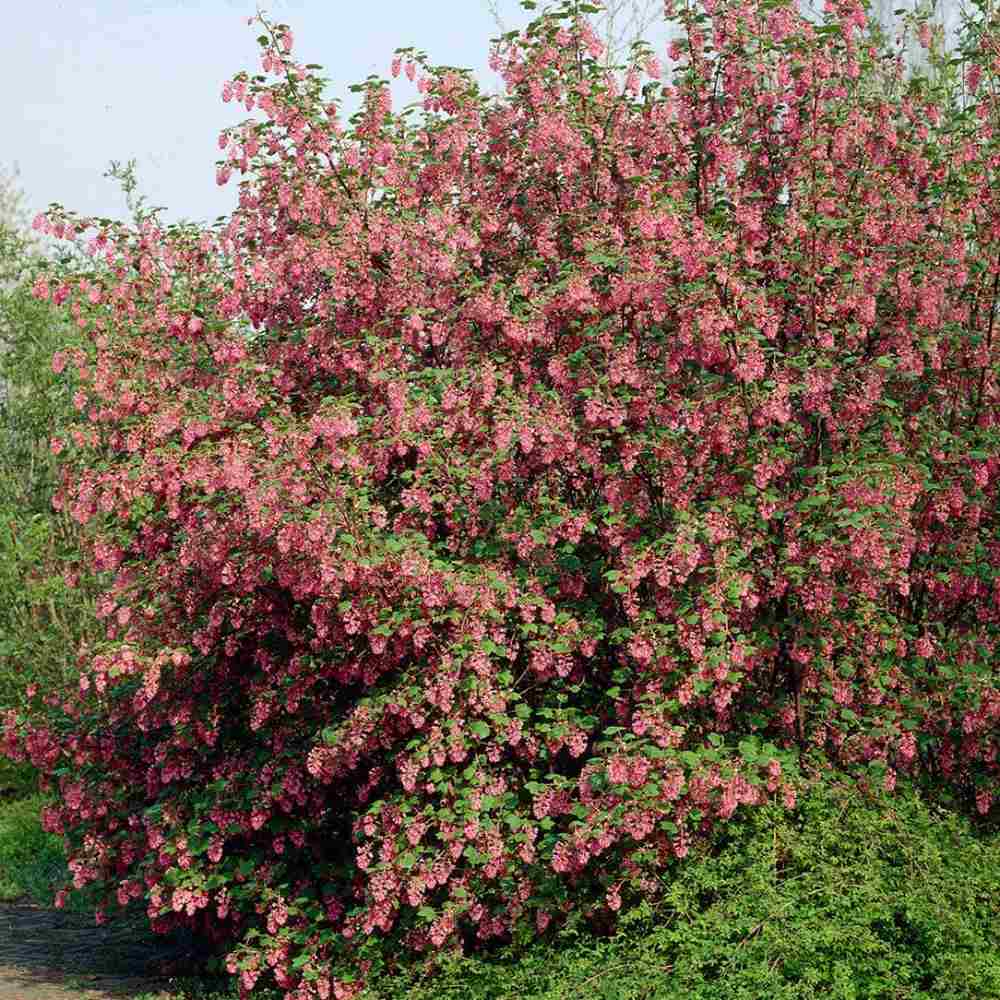 Coacaz Rosu King Edward VII (Ribes Sanguineum), cu flori roz-inchis - VERDENA-40-60 cm inaltime, livrat in ghiveci de 3 l