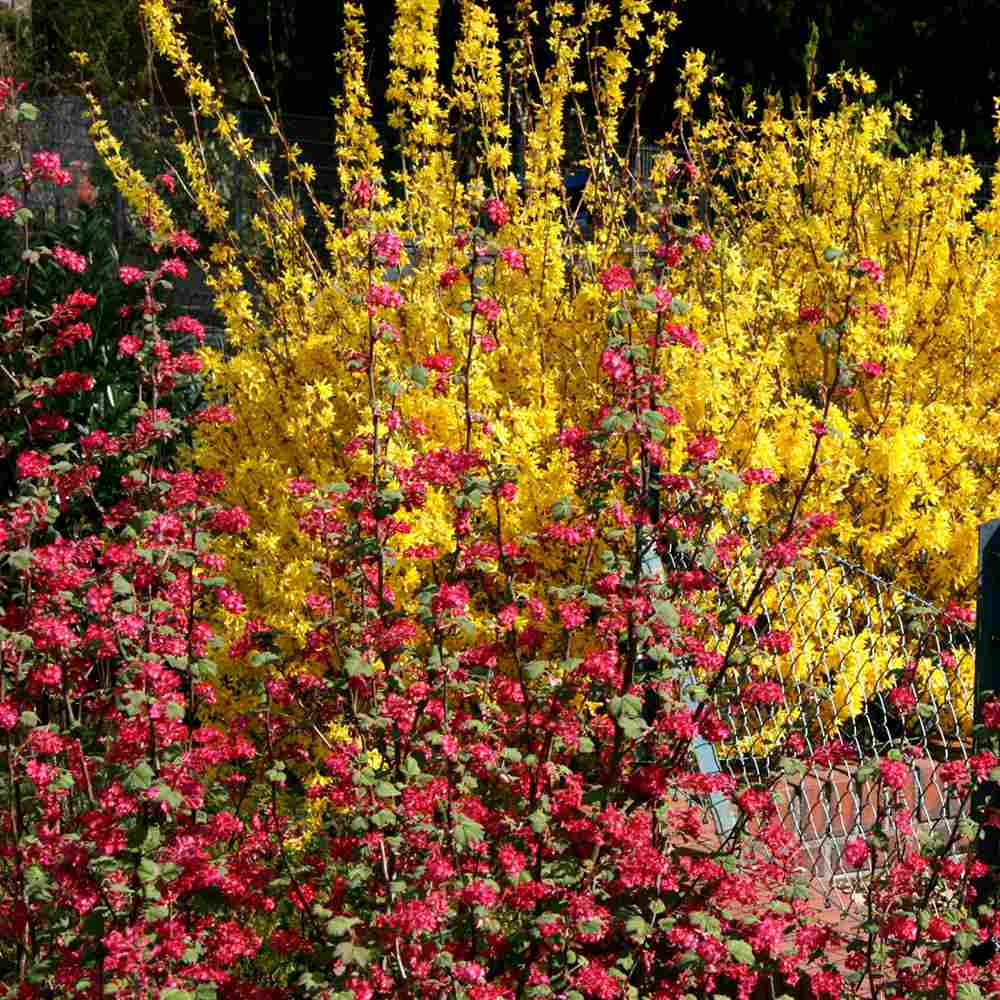 Coacaz Rosu King Edward VII (Ribes Sanguineum), cu flori roz-inchis