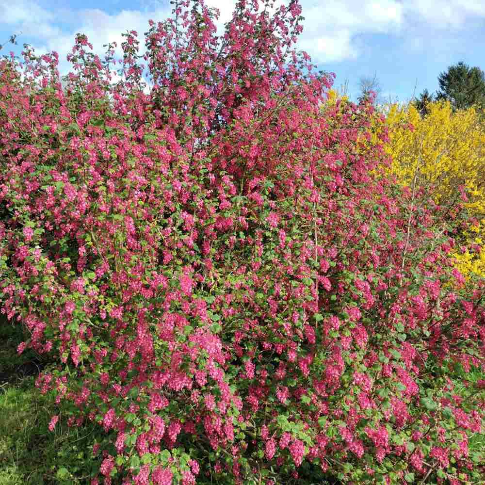 Coacaz Rosu King Edward VII (Ribes Sanguineum), cu flori roz-inchis