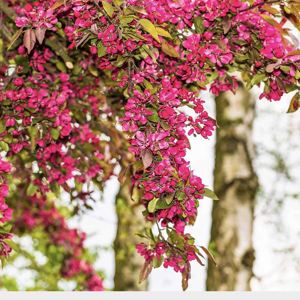 Coacaz Rosu King Edward VII (Ribes Sanguineum), cu flori roz-inchis