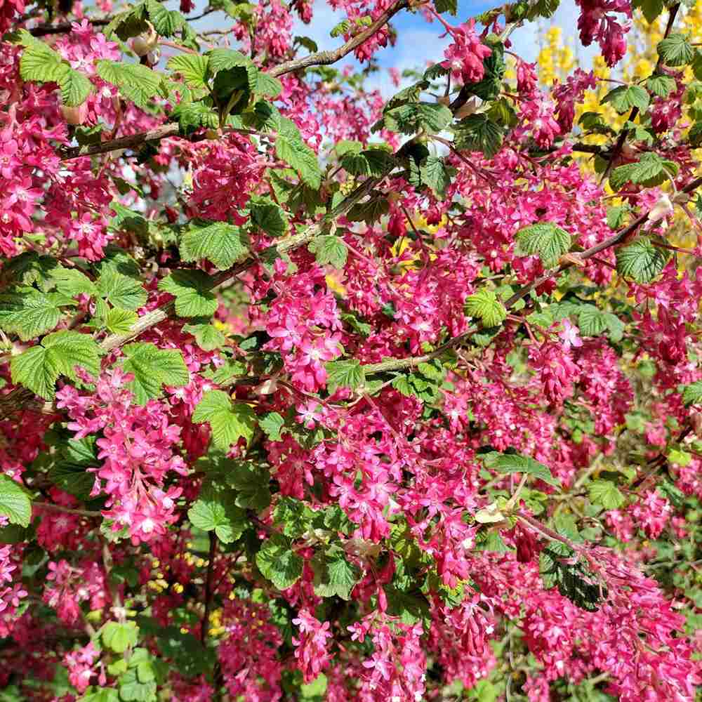 Coacaz Rosu King Edward VII (Ribes Sanguineum), cu flori roz-inchis