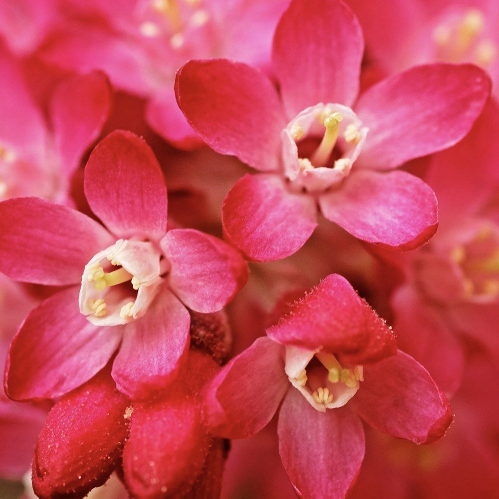 Coacaz Rosu King Edward VII (Ribes Sanguineum), cu flori roz-inchis