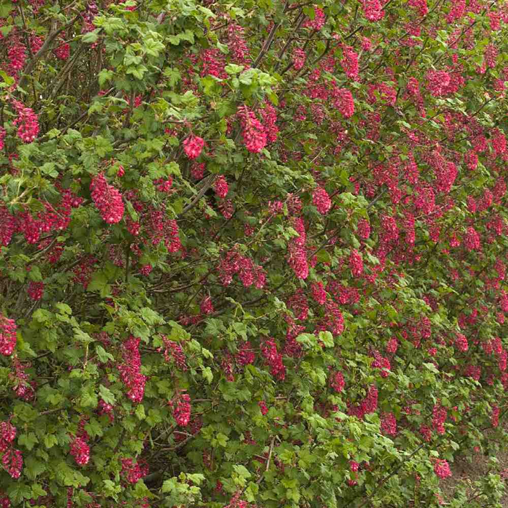 Coacaz Rosu King Edward VII (Ribes Sanguineum), cu flori roz-inchis