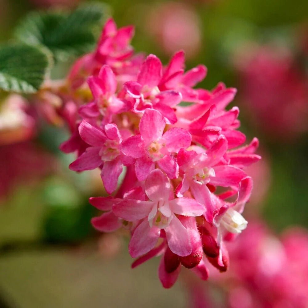 Coacaz Rosu King Edward VII (Ribes Sanguineum), cu flori roz-inchis