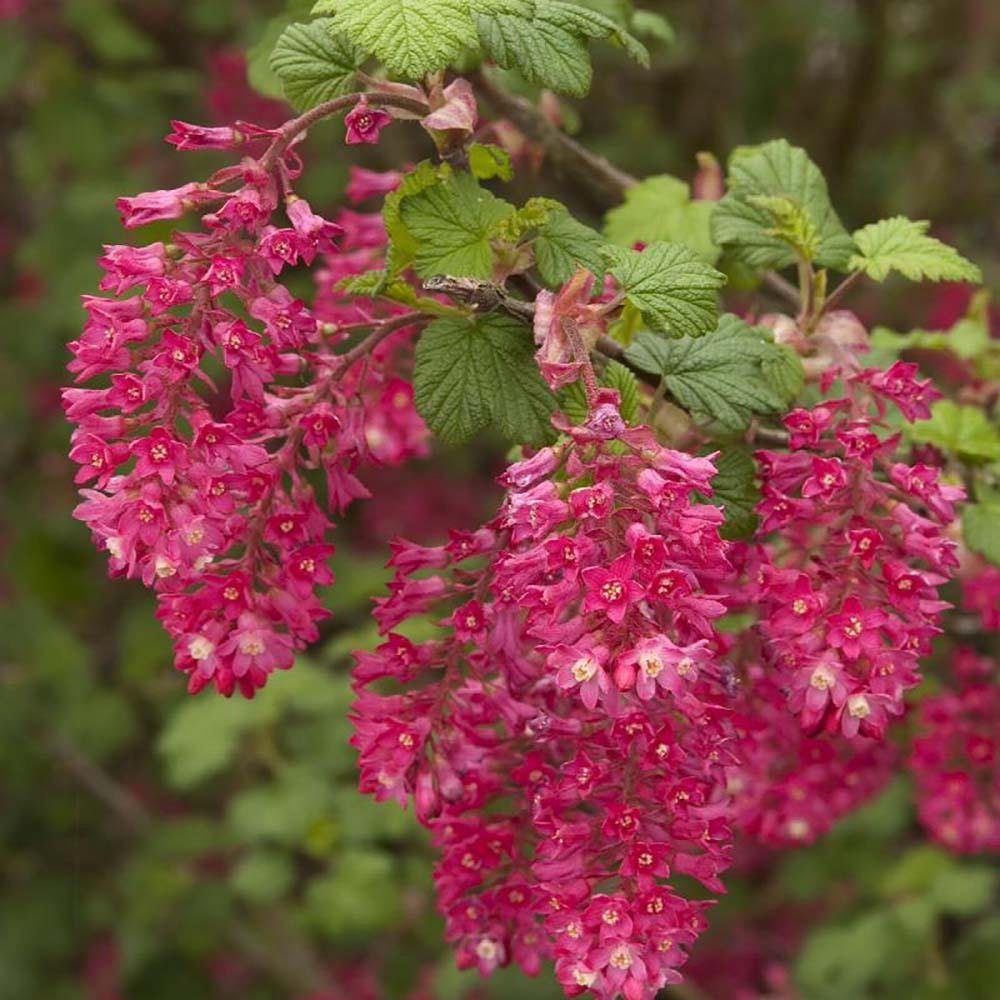 Coacaz Rosu King Edward VII (Ribes Sanguineum), cu flori roz-inchis