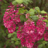 Coacaz Rosu King Edward VII (Ribes Sanguineum), cu flori roz-inchis - VERDENA-40-60 cm inaltime, livrat in ghiveci de 3 l