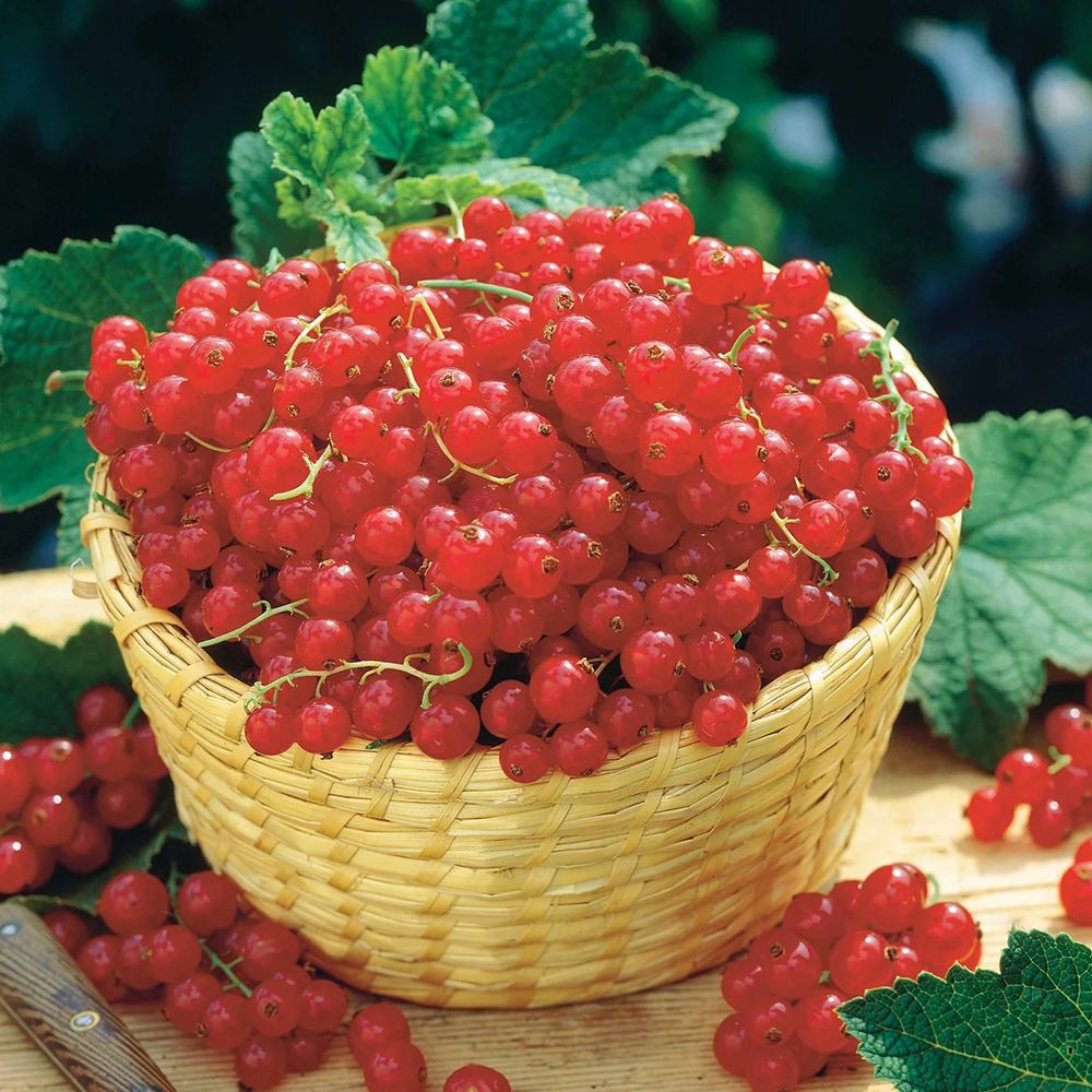 Coacaz Rosu Rivada (Ribes Rubrum Rovada), cu fructe dulci-acrisor