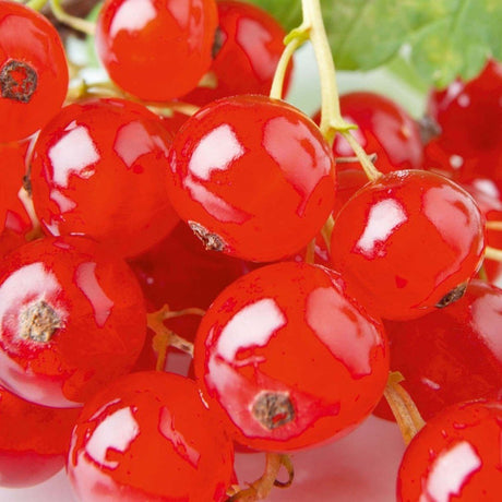 Coacaz Rosu Rivada (Ribes Rubrum Rovada), cu fructe dulci-acrisor - VERDENA-40-60 cm inaltime, livrat in ghiveci de 3 l