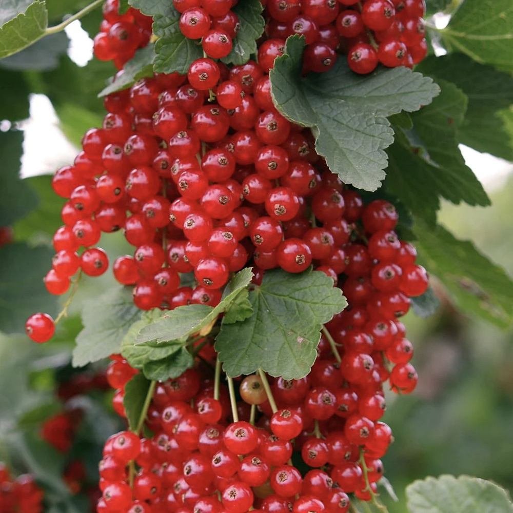 Coacaz Rosu Rivada (Ribes Rubrum Rovada), cu fructe dulci-acrisor - VERDENA-40-60 cm inaltime, livrat in ghiveci de 3 l