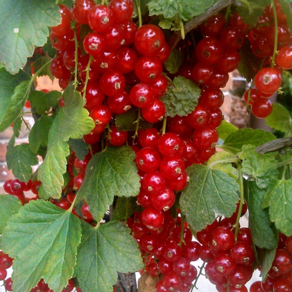 Cocacaz de Munte (Ribes Alpinum), gard viu, cu fructe rosii mici acrisor