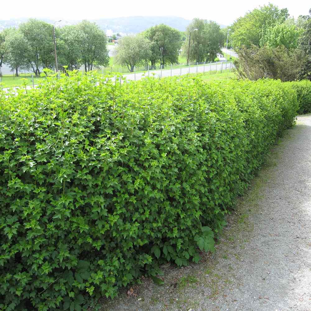 Cocacaz de Munte (Ribes Alpinum), gard viu, cu fructe rosii mici acrisor