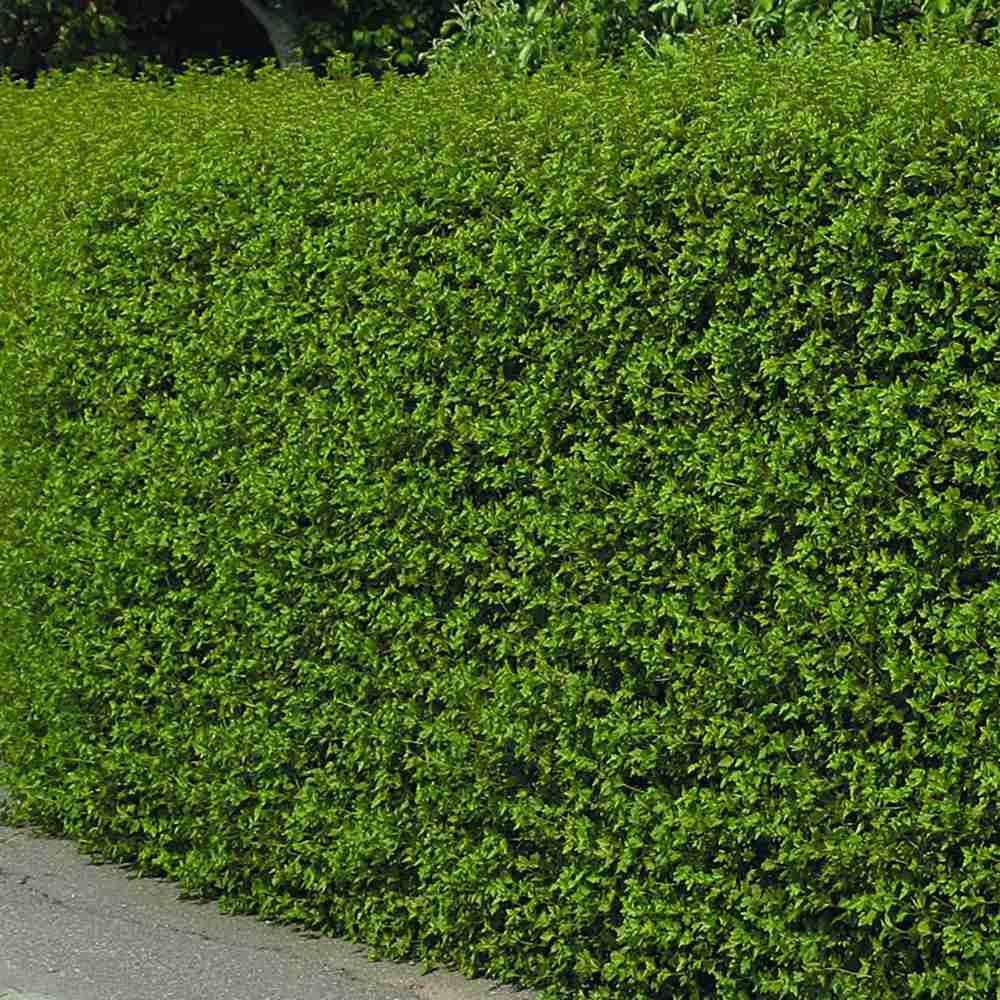 Cocacaz de Munte (Ribes Alpinum), gard viu, cu fructe rosii mici acrisor