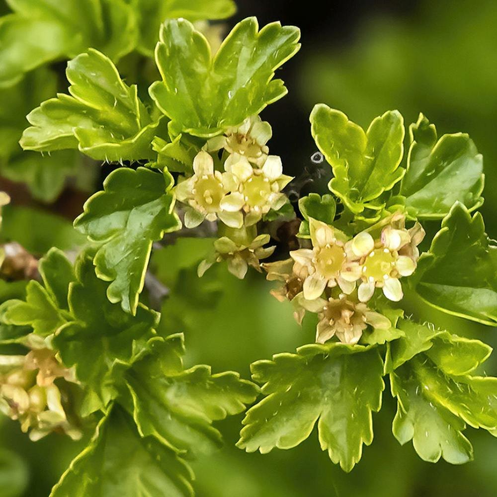 Cocacaz de Munte (Ribes Alpinum), gard viu, cu fructe rosii mici acrisor