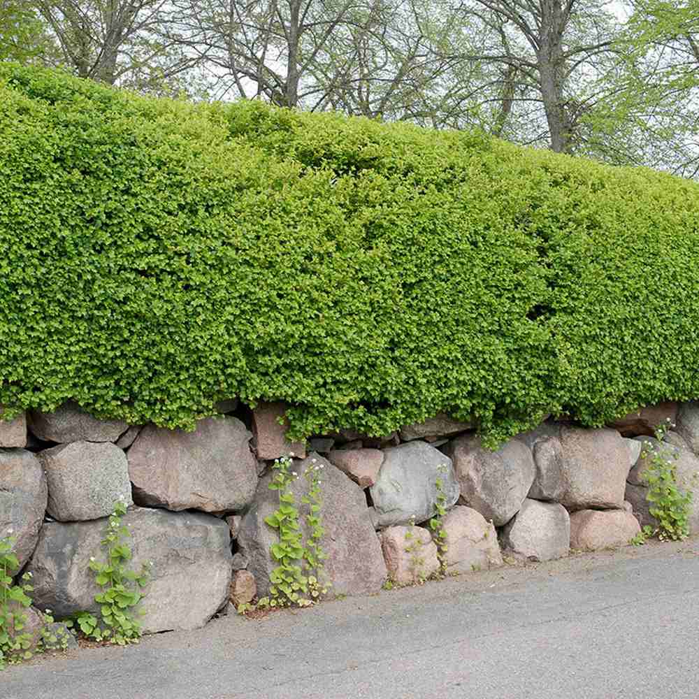 Cocacaz de Munte (Ribes Alpinum), gard viu, cu fructe rosii mici acrisor