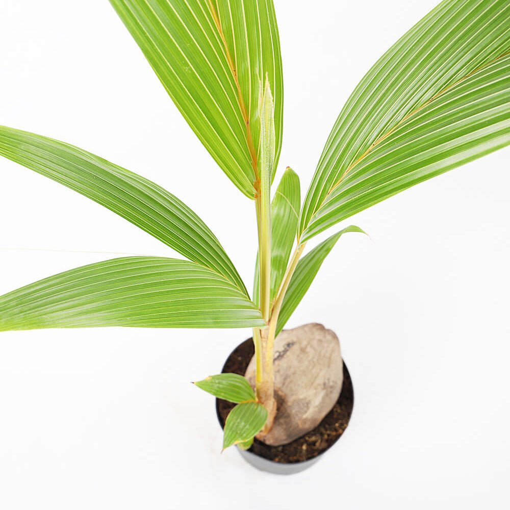 Palmier Cocotier (Cocos Nucifera) - 160 cm