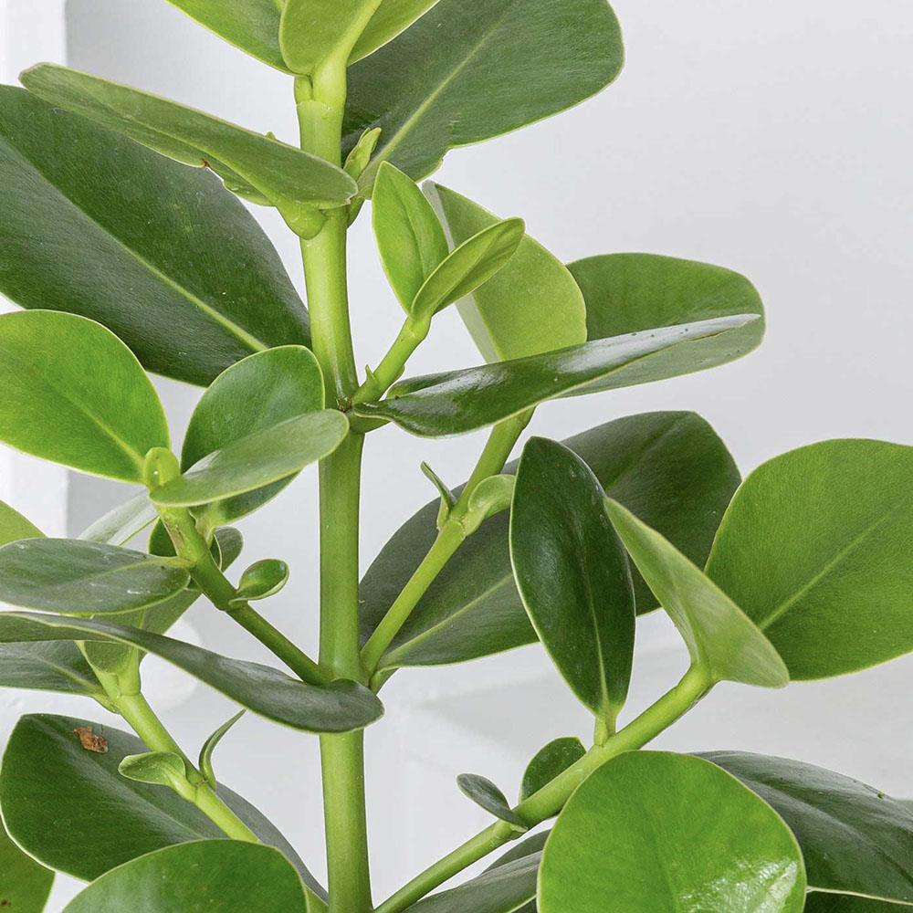 Copacul autograf (Clusia rosea) Princess