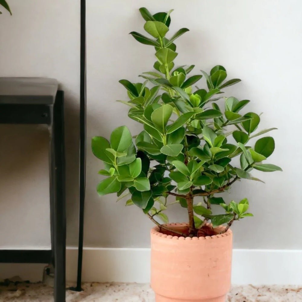 Copacul autograf (Clusia rosea) Princess