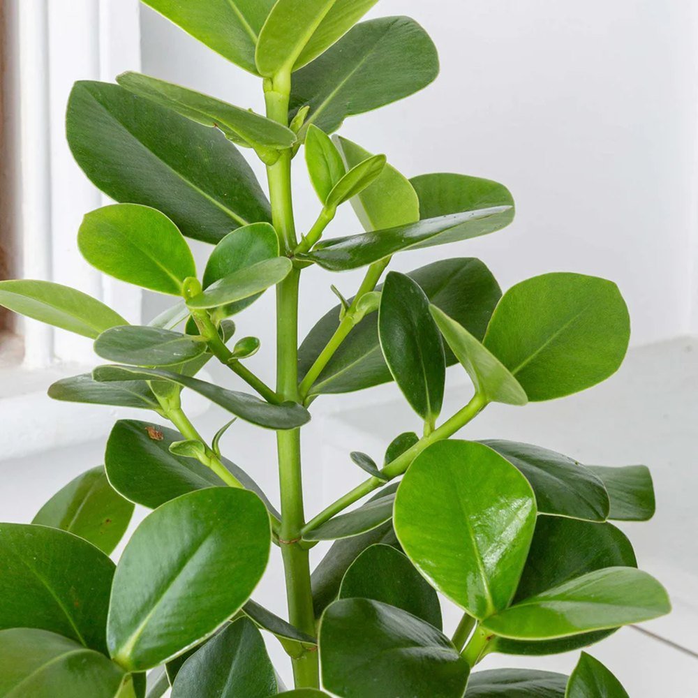 Copacul autograf (Clusia rosea) Princess