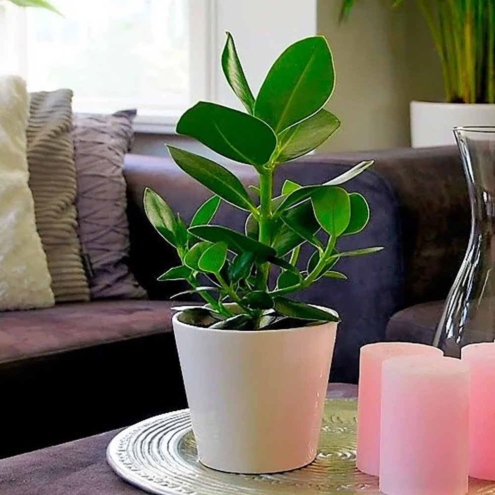 Copacul autograf (Clusia rosea) Princess