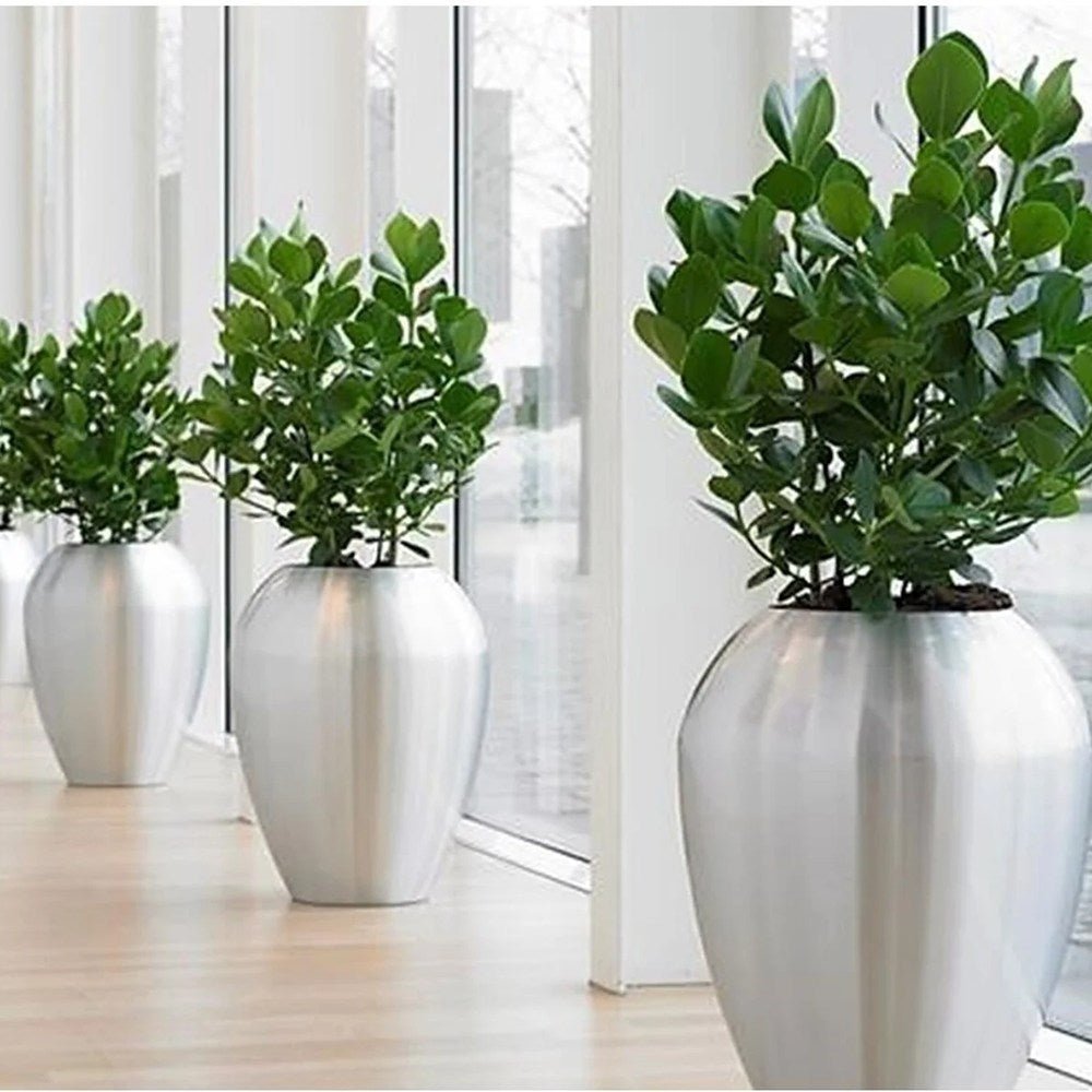 Copacul autograf (Clusia rosea) Princess