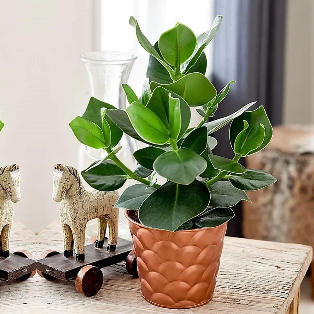 Copacul autograf (Clusia rosea) Princess