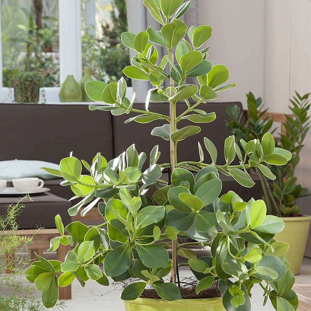 Copacul autograf (Clusia rosea) Princess