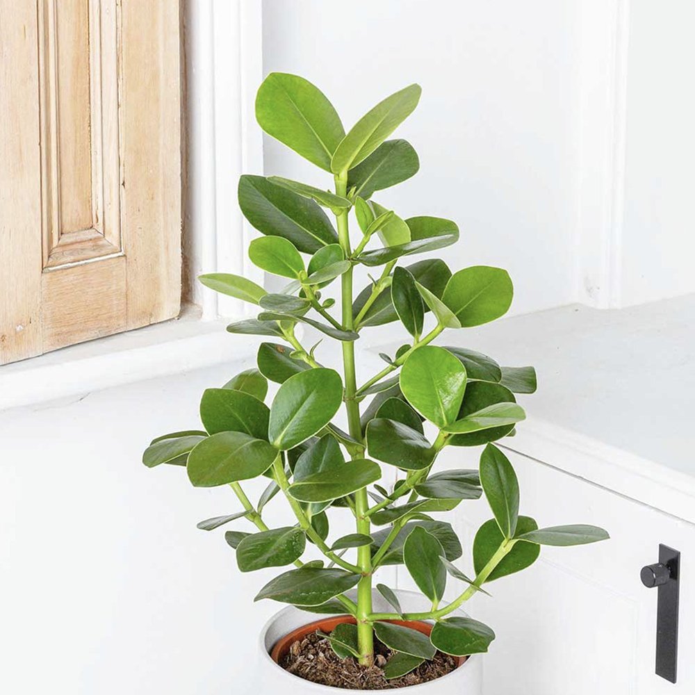 Copacul autograf (Clusia rosea) Princess