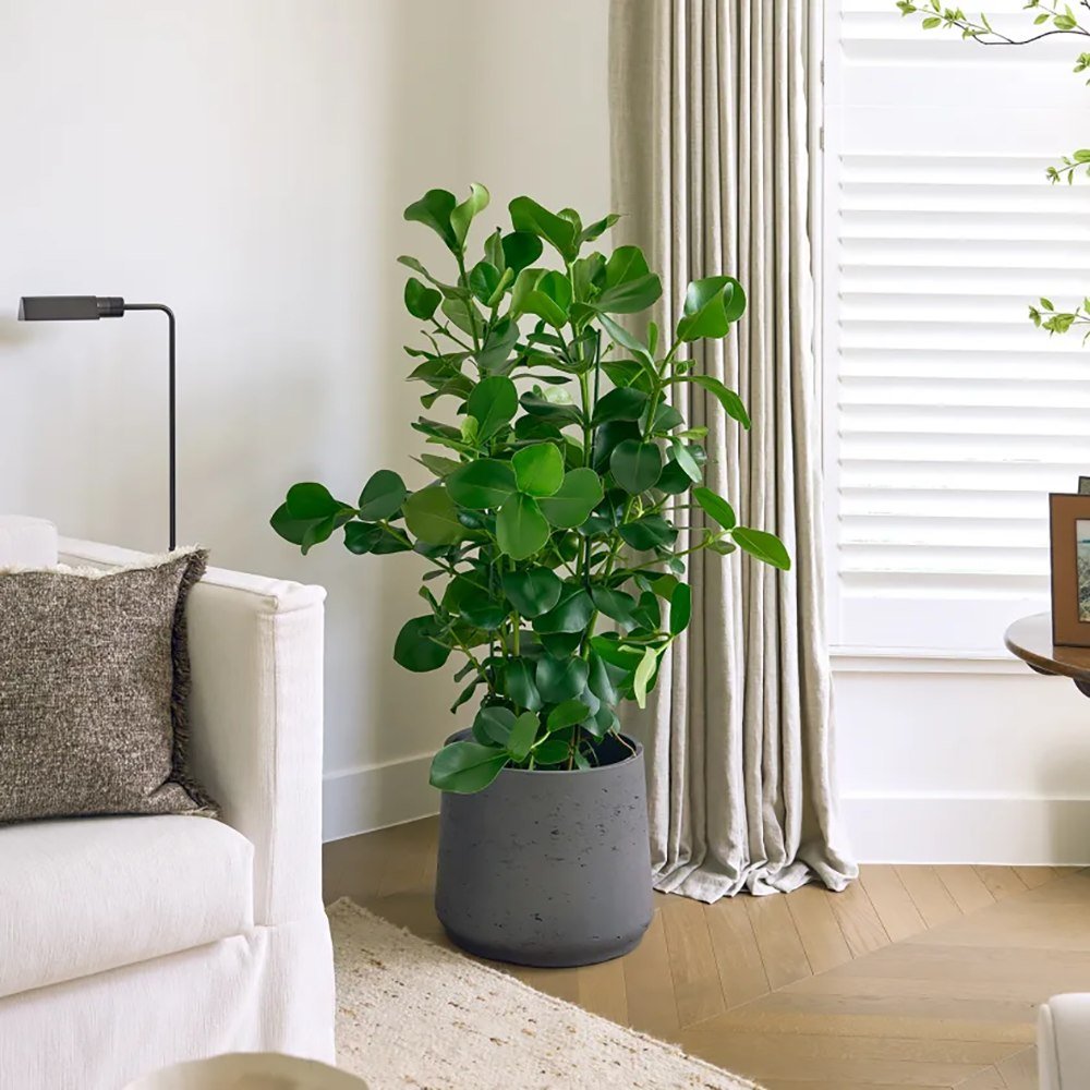 Copacul autograf (Clusia rosea) Princess