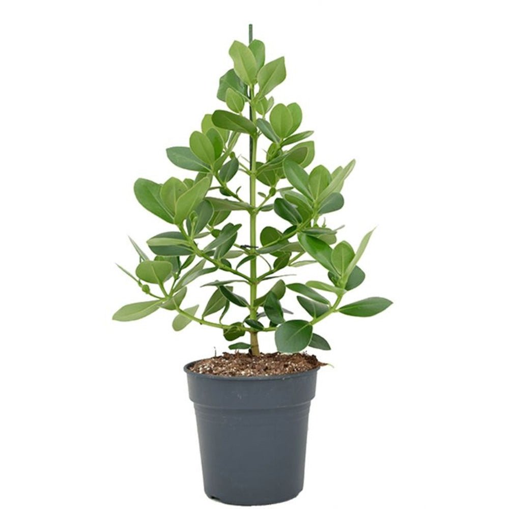 Copacul autograf (Clusia rosea) Princess