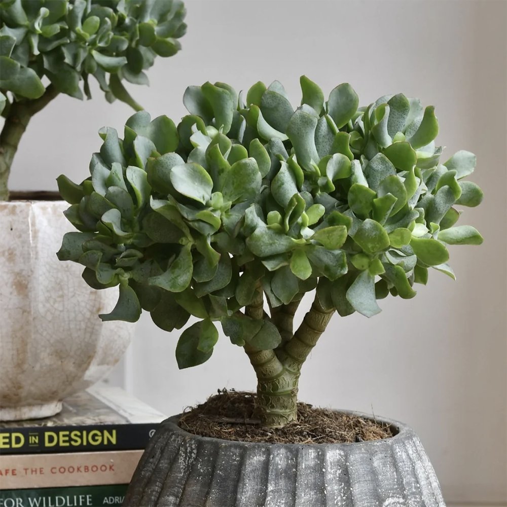Arborele de Jad XXL (Crassula Magical Tree) - 65 cm