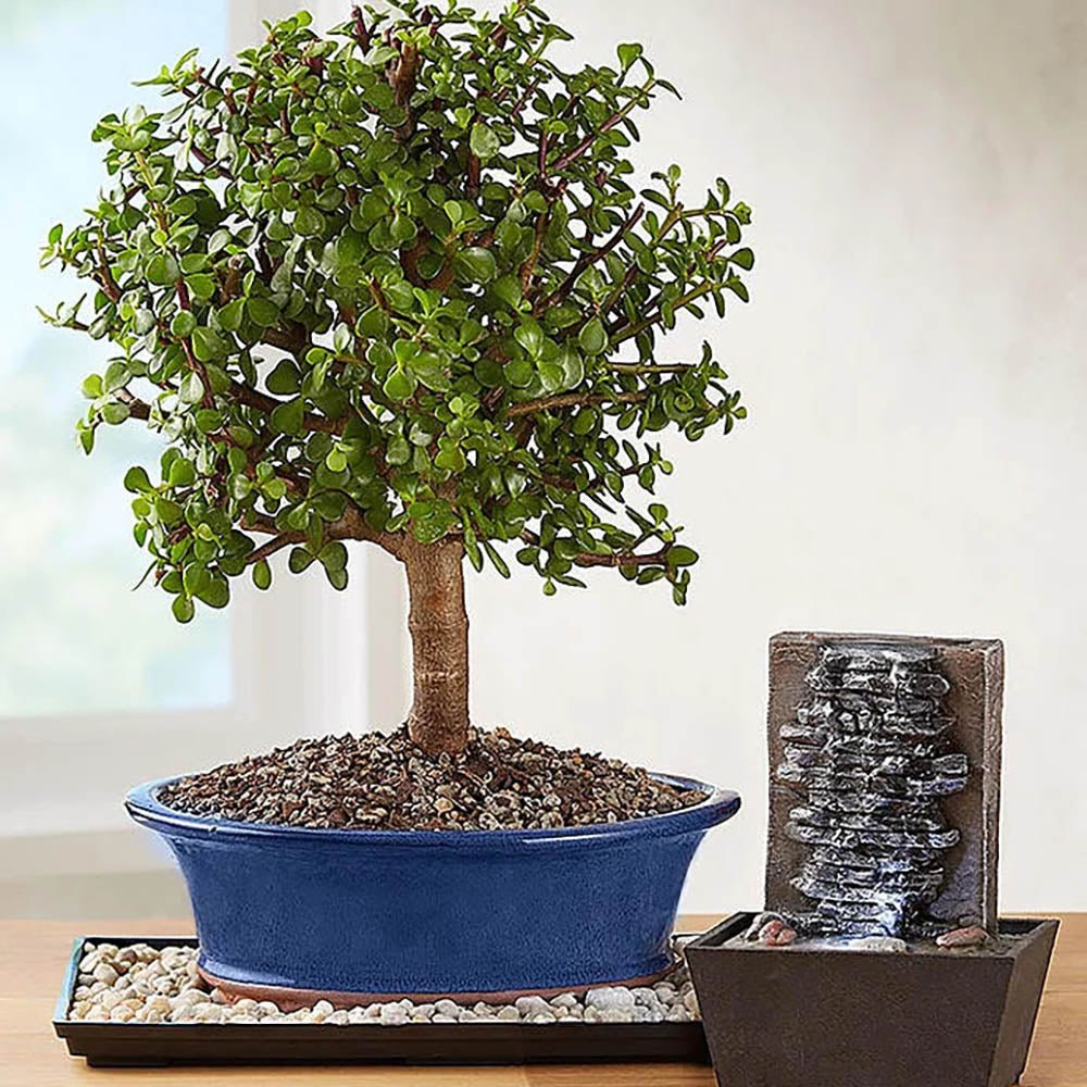 Arborele de Jad XXL (Crassula Magical Tree) - 65 cm