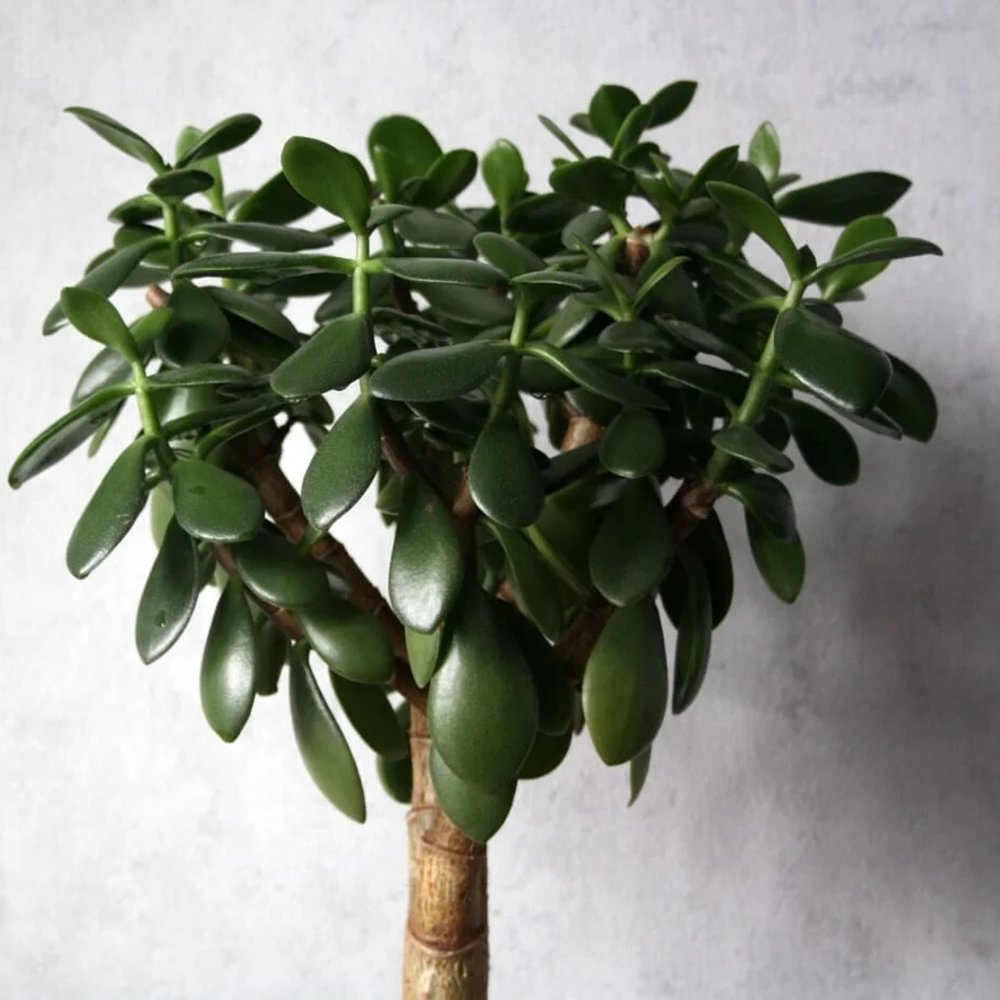 Arborele de Jad XXL (Crassula Magical Tree) - 65 cm