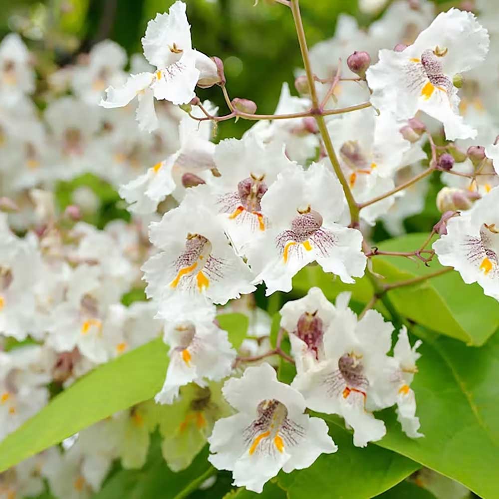Catalpa Nana Globulara (Arbore Trompeta)