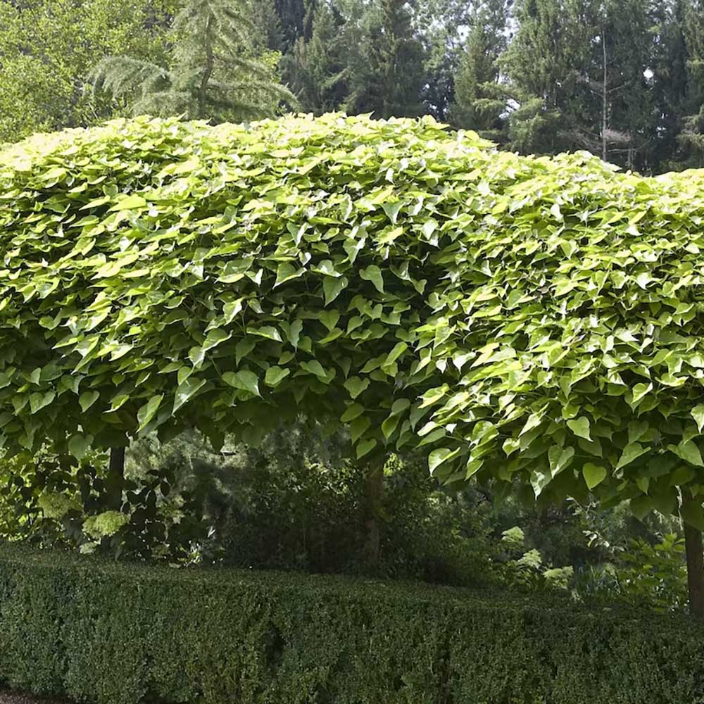 Catalpa Nana Globulara (Arbore Trompeta)