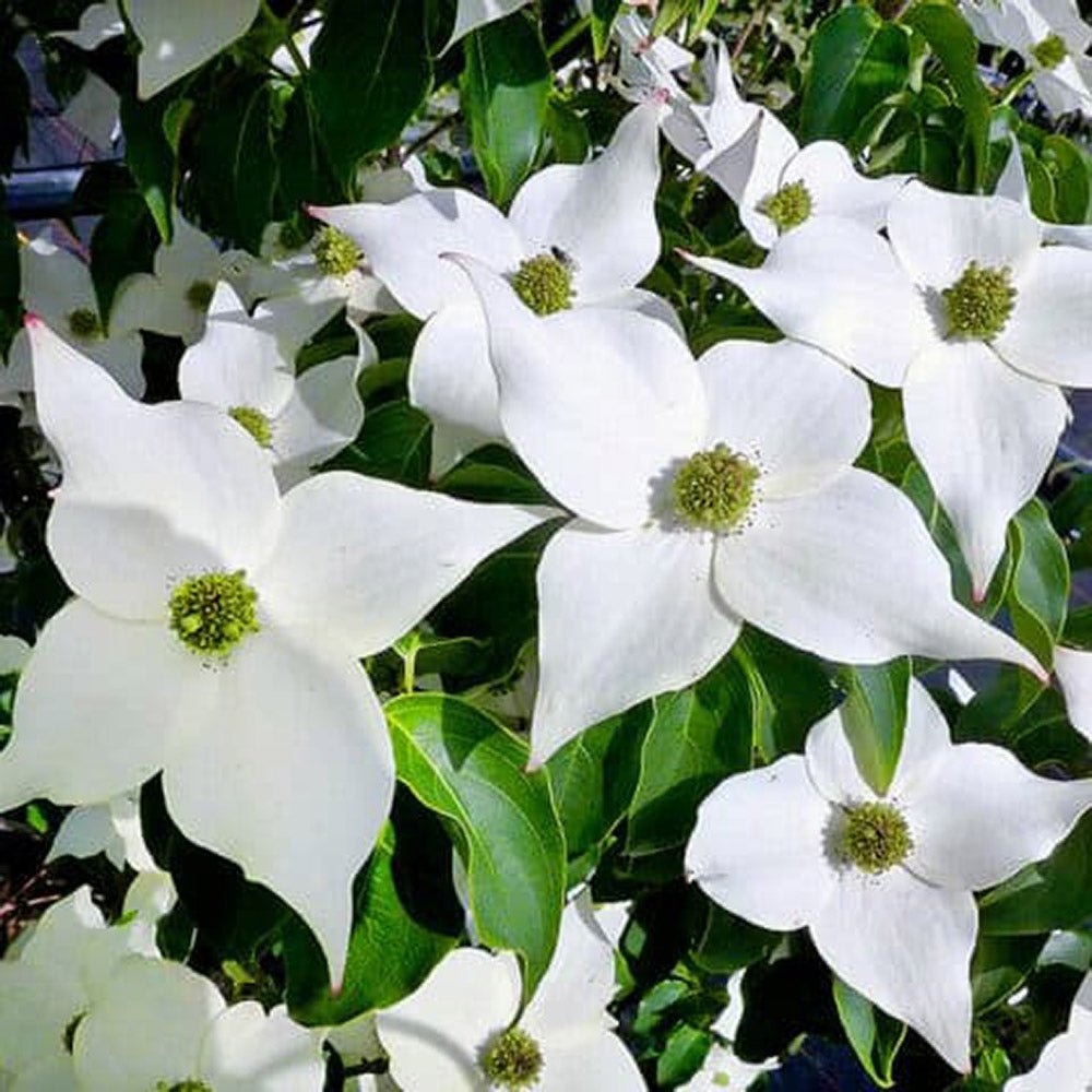 Corn Chinezesc Cornus Kousa Milky Way cu Flori Albe