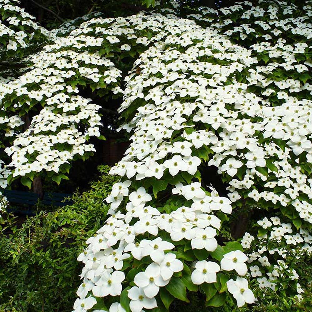 Corn Chinezesc Cornus Kousa Milky Way cu Flori Albe