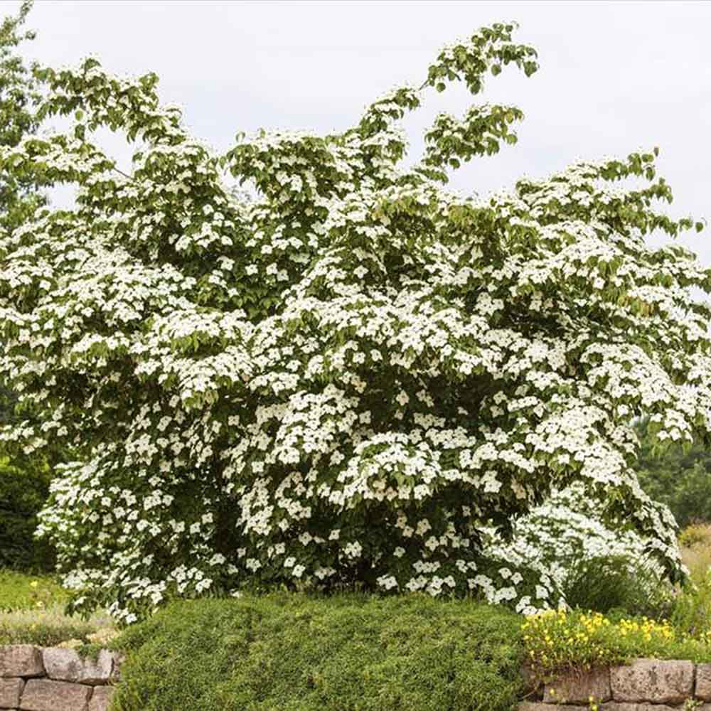 Corn Chinezesc Cornus Kouse China Girl, cu flori albe