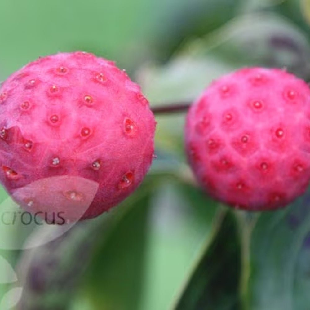 Corn Chinezesc Cornus Kouse Chinensis cu Flori Albe